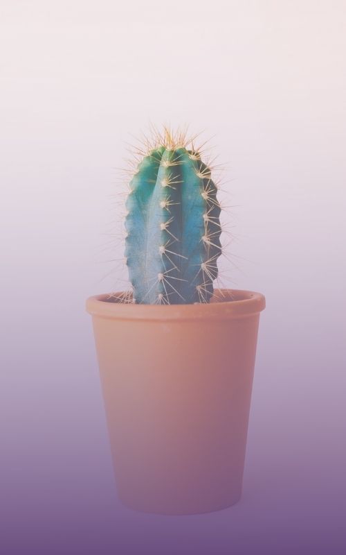 cactus para signos de aire